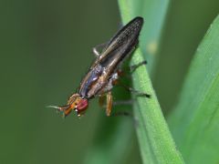 Limnia unguicornis